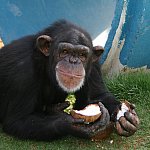 Photo of a chimpanzee eating a coconut.