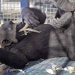 NIH Chimpanzees at the Alamogordo Primate Facility, New Mexico