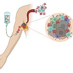 Illustration showing immunotherapy being delivered by IV and activating nearby immune cells