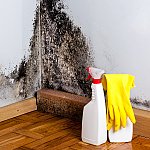 Cleaning supplies in front of a moldy wall
