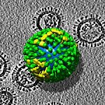 The flu virus