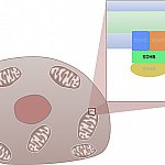 Succinate dehydrogenase and its component part