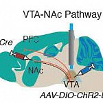 Image of the VTA-NAc pathway