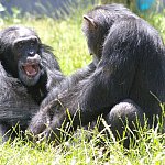Image of two chimpanzees