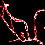 Image of mouse brain blood vessels