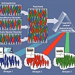 Illustration of resorting patients based on brain biotypes