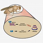 Illustration of proteins involved in the lifespan of fruit flies