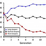 graph showing sleep duration of fruit flies