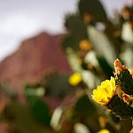 Image of a plant