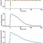 Graph showing optical imaging signals.