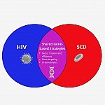 Overview of SCD and HIV Cures Collaboration thumbnail