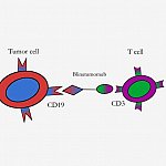 An illustration showing the mechanism of the drug blinatumomab