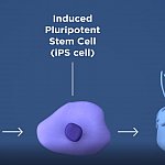 Illustration of a blood cell turning into an induced pluripotent stem cell and then an RPE cell.