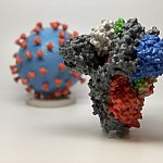 Novel Coronavirus SARS-CoV-2 Spike Protein