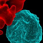 NIAIDFollow Malaria-infected Red Blood Cell