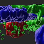 3D illustration of RPE cells and drusen