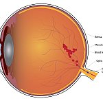 Illustration of the interior of the human eye