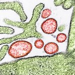 Colorized transmission electron micrograph of mature extracellular Nipah Virus particles (red) near the periphery of an infected VERO cell (green).