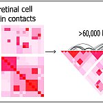 Using deep Hi-C sequencing, a tool used for studying 3D genome organization, the researchers created a high-resolution map of retinal cell chromatin contract points, shown left. The entire map included about 704 million contact points.
