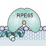 Role of RPE65 protein in "recharging" photoreceptors
