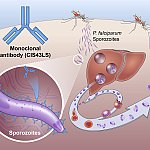 medical illustration showing how an antibody drug interrupts the lifecycle of the Plasmodium falciparum parasite