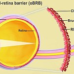 Diagram of eye