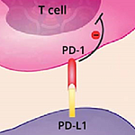 Normally, tumor cells (purple) evade the immune system’s T cells (pink) by expressing a checkpoint protein known as PD-L1. Right 
