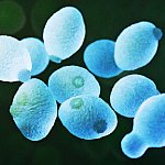 3D rendering of yeast cells