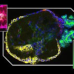 Tissue chips image