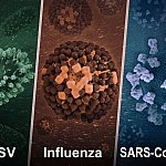 Three 3D images showing virus models