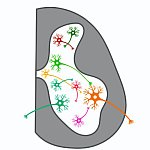  Illustration of a spinal cord cell