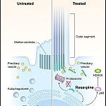 Illustration of treated vs. untreated LCA10