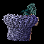 Extremely rare gene variants and AMD