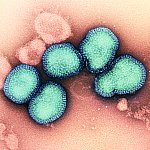 Influenza A Virus (H3N2)