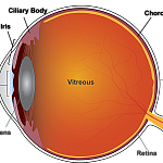 Illustration of the anatomy of the eye