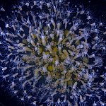 Image of several Hydractinia symbiolongicarpus