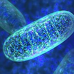 image of mitochondria.