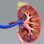 Graphic showing a cross-section of a kidney