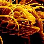 Mouth Parts of an Argas monolakensis Tick