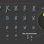 man chromosomes illustrated with the y chromosome circled and enlarged