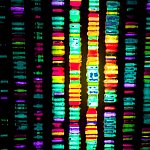 DNA sequence