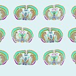 Image compilation showing scans of many mouse brains