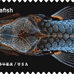 Image of a postage stamp featuring zebrafish microscopy.