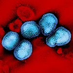 Image of an influenza B virus