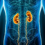 Illustration of kidneys inside the body