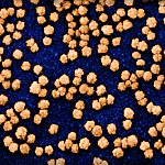 Novel Coronavirus SARS-CoV-2