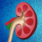 Visual of a the chambers within a kidney
