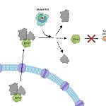 illustration of RAS protein activity illustration of RAS protein activity