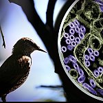 Photo of a wild bird. To the right is a colorized transmission electron micrograph of H5N1 virus particles (purple). Photo of a wild bird. To the right is a colorized transmission electron micrograph of H5N1 virus particles (purple).