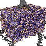 A computer-generated image showing bright orange and purple activity around a bouton, which is highlighted in blue.